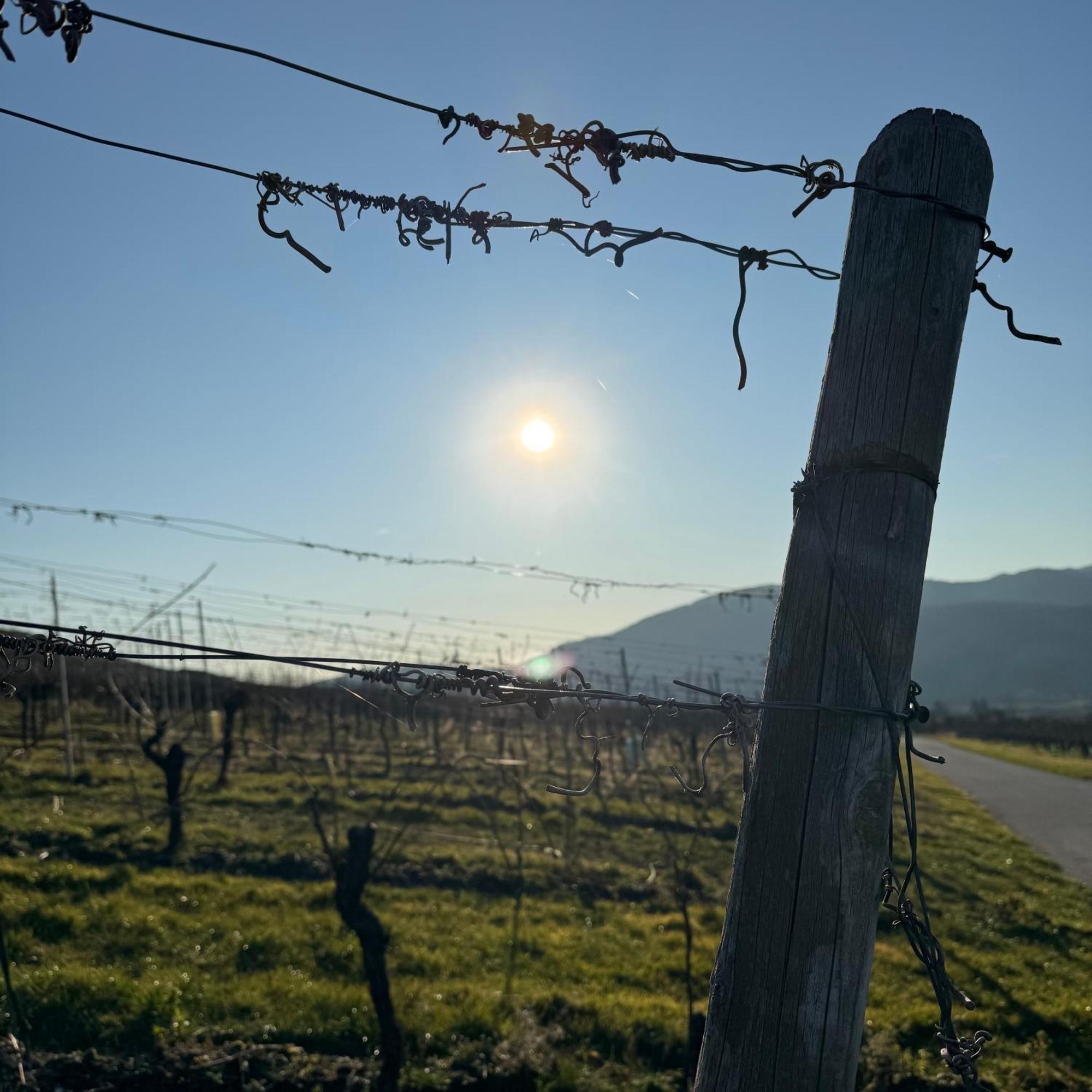 Weingut Tiliahof Bed and Breakfast Brauneberg Buitenkant foto