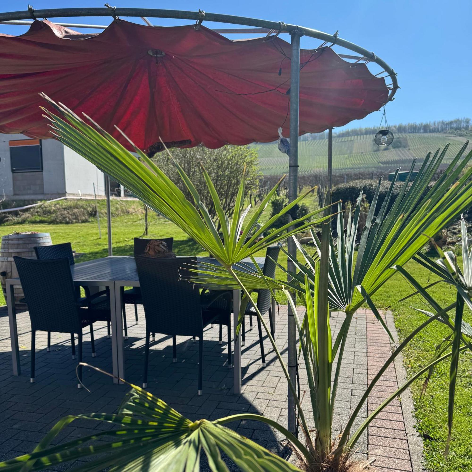 Weingut Tiliahof Bed and Breakfast Brauneberg Buitenkant foto