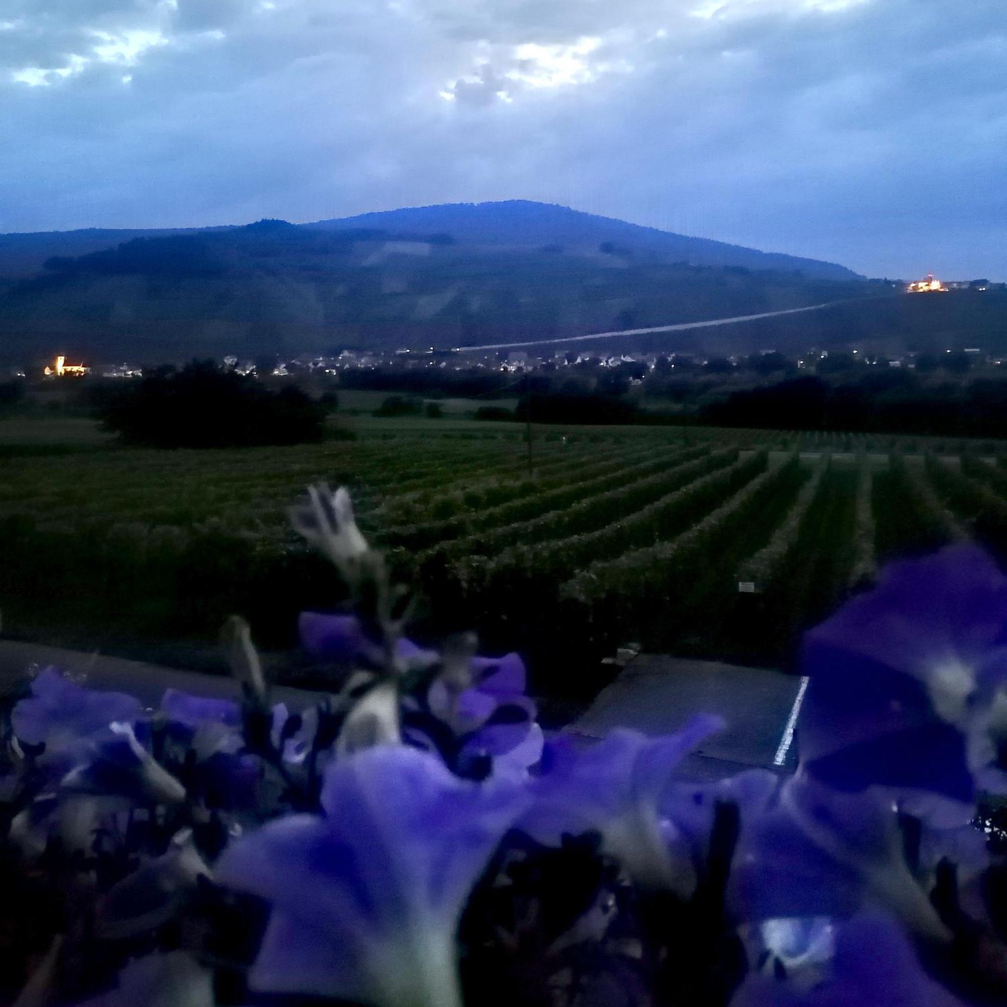 Weingut Tiliahof Bed and Breakfast Brauneberg Buitenkant foto