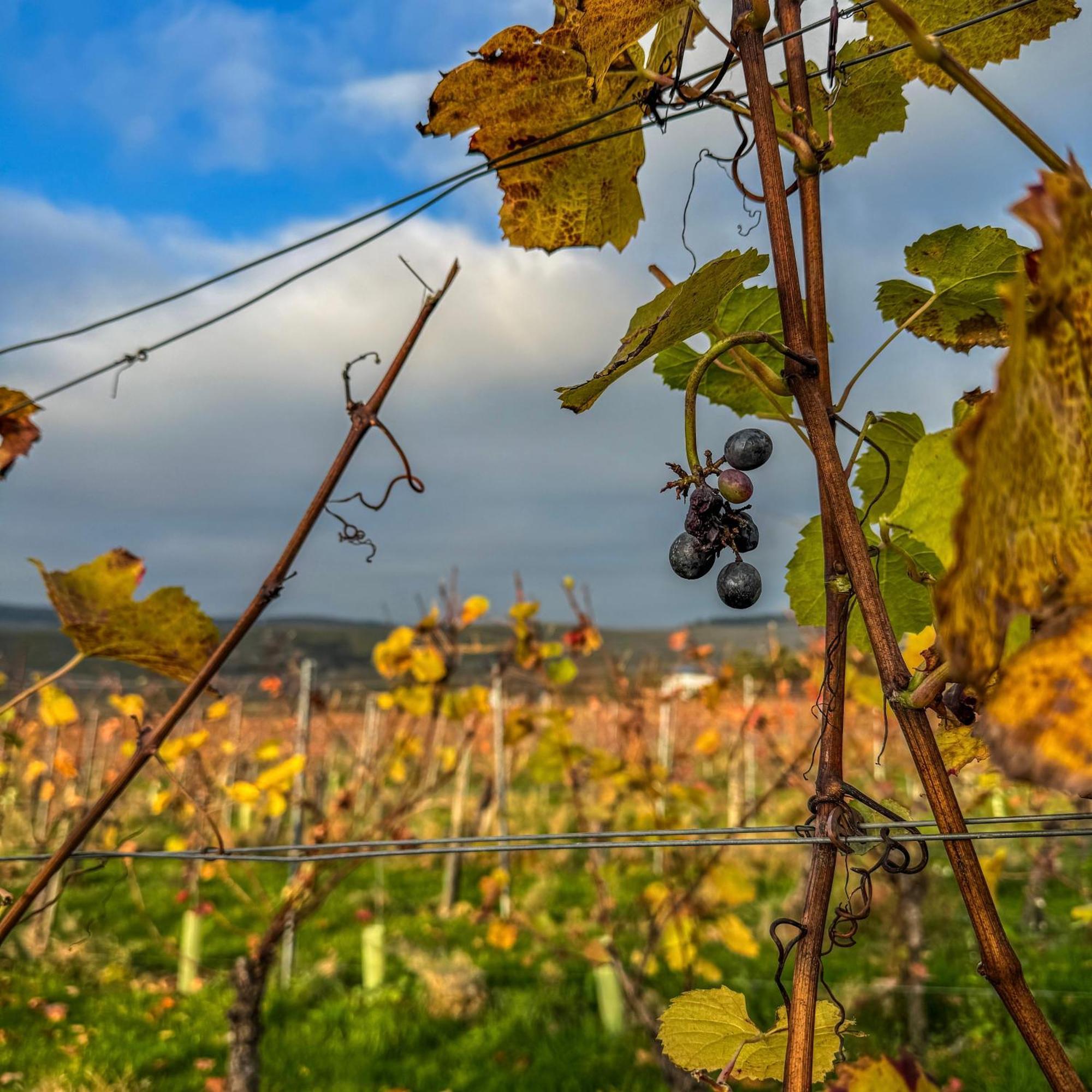 Weingut Tiliahof Bed and Breakfast Brauneberg Buitenkant foto